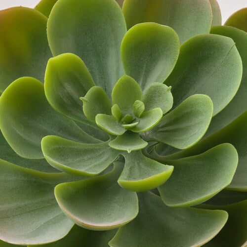 FEJKA Artificial potted plant with pot, in/outdoor Succulent